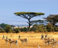 Antilopes
