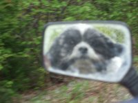 Dog gets to go too!