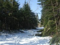 Winter woods