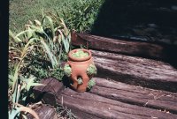 my garden