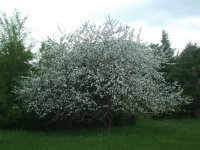 Apple blossoms