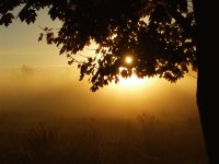 Misty backyard fall sunrise