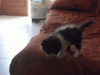 gattino