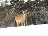 Deer in the snow