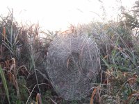 Charlotte's web ?