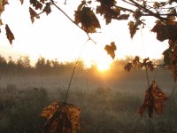 The early bird catches the...mist!