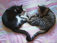 2 cats one heart