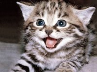 kitty cat
