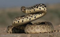 ssssssss
