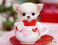 puppy in a cup