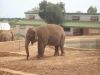 elefante