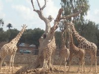 giraffe