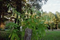 Angel Trumpets