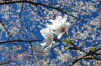 flowers outside in the sun
