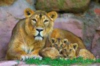 lionfamily