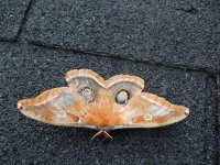 Butterfly sunning