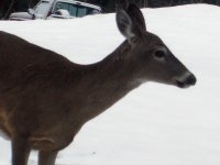 Deer in winter