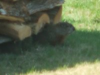 Groundhog in the woodpile
