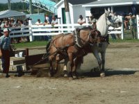 Horse pull at the Napan Fairground, NB