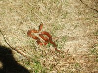 Red snake on the path in Miramichi