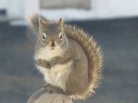 Hey lady...got any peanuts?