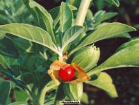 Withania somnifera