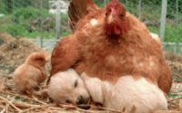 confused chicken