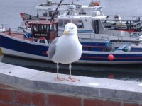 SEAGULL