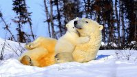 Bärenliebe