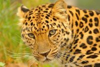 Gepard