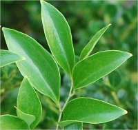 Plant Leaves
