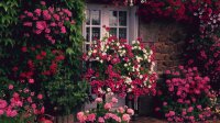 jardim