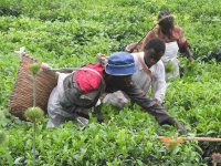 peoples of uganda 8