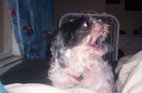 my dog roux