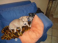 aurora e asia