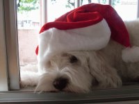 natal