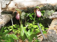 Flowers in the woods