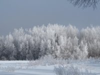 Jack Frost gone wild