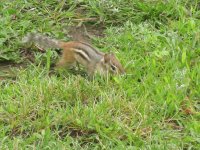 I know I buried it here somewhere!
