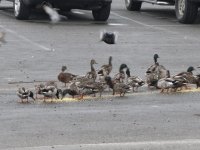 Ducky dinner on the wharf