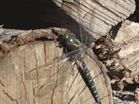 Dragonfly on the woodpile