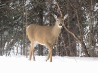Look at the deer dear!