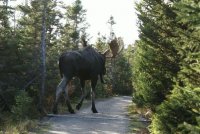 Elliot Lake super-moose