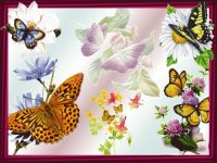 Butterflies