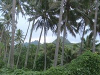 Rarotonga