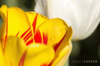 Tulip