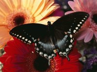 Mariposa