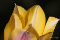 Tulip2