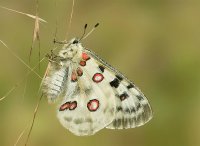 Mariposa