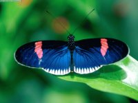Mariposa